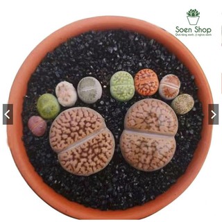 SEN MÔNG - SEN LITHOP RANDOM MÀU - ĐÀ LẠT (giao ngẫu nhiên)