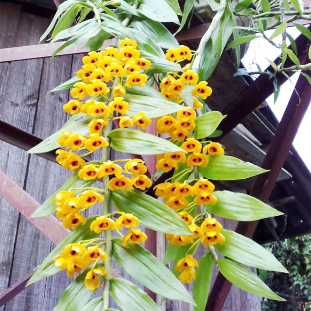 1 bó lan phi điệp vàng rừng tây bắc siêu to, hoa siêu đẹp