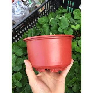 Chậu nhựa trồng cây cảnh , sen đá