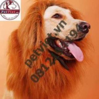 Bờm Sư Tử cho chó lớn