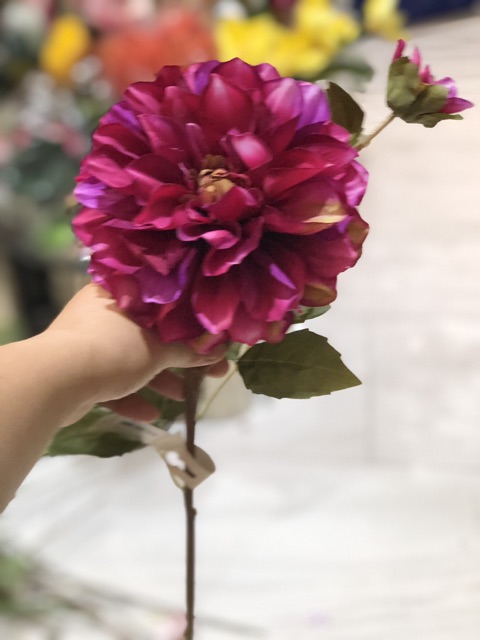 Cành ho thược dược cỡ lớn nhiều màu - HN