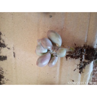 Cây sỏi hồng