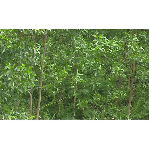 Cây Keo Giống Lấy Gỗ - Cao 30-40cm - Mua 10 Cây Tặng 1 Cây