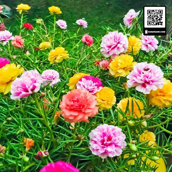 Hạt giống hoa mười giờ mix nhiều màu