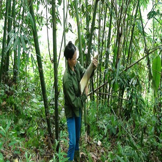 Combo 2 cây giống măng tre Bát Độ