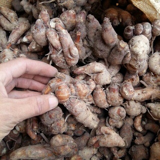 Củ Địa Liền (Xá Kén) Tư ơi 500G