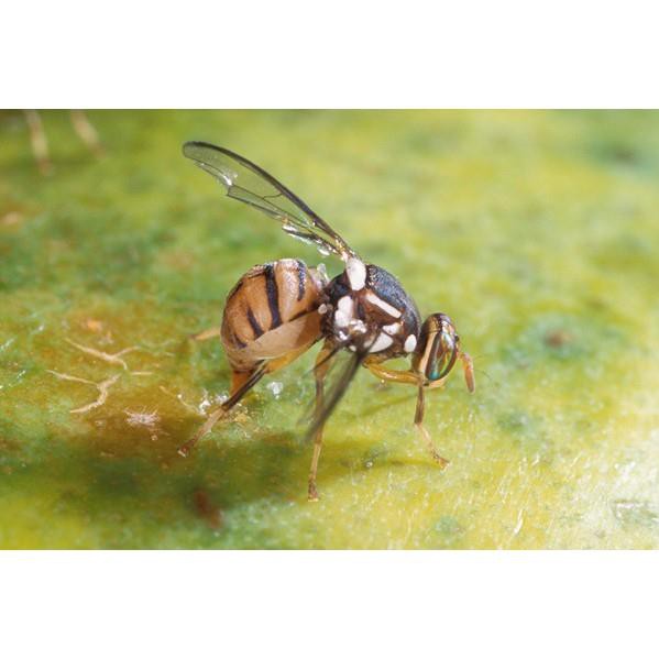 Diệt ruồi vàng, ruồi đục trái - TCT Clean (Chai 100ml)