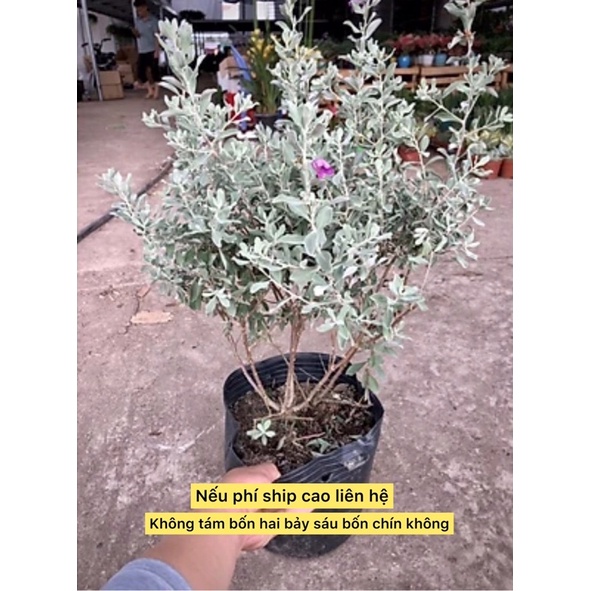 Caykiengsadec Cây Tuyết Sơn phi Hồng tặng phân bón-cây hoa công trinh-trang trí nội thất cảnh quan sân vườn ngoài trời