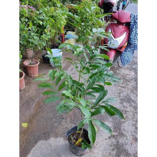 Hoa móng rồng đẹp lạ,cây cao, cây đẹp, giống chuẩn