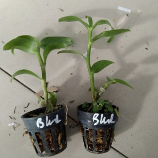 Giả hạc giống