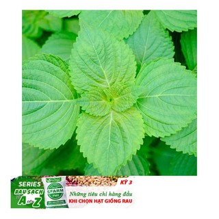 Gói 0.5g Hạt Giống Lá Vừng Hàn Quốc (Perilla frutescens)