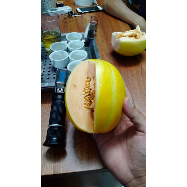 Dưa lê hàn quốc ruột cam Won Yeong nảy mầm 100% có gói 34, 68 hoặc 102 hạt