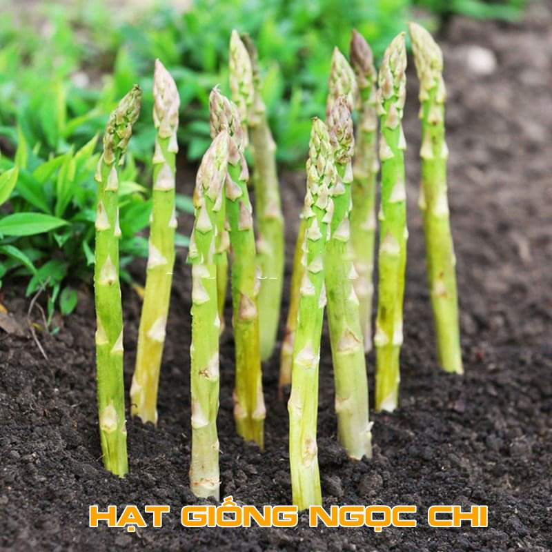 Hạt Giống Măng Tây Xanh F1 - 20 Hạt