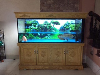 TRANH 3D CHO BỂ CÁ CẢNH KT 80x50