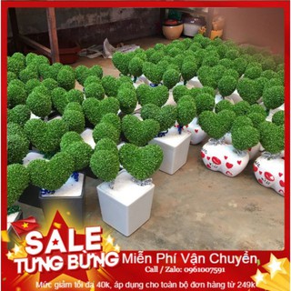 Hạt Giống Cỏ May Mắn - 100 Hạt