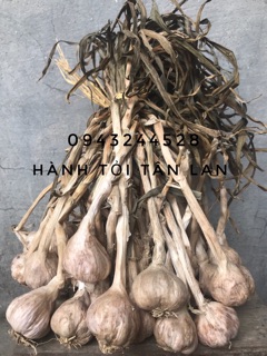 TỎI HẢI DƯƠNG