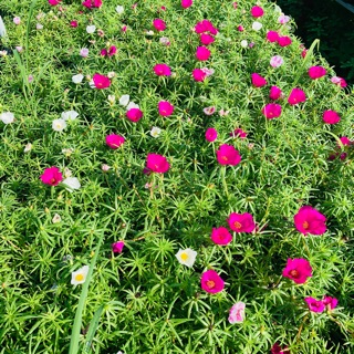 10 cành mười giờ Mỹ cánh đơn mix màu( Làng Hoa Sa Đéc)