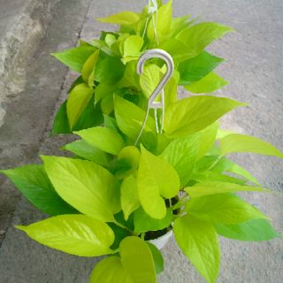 Cây Trầu Bà Vàng - KT: (BK30cm x C28cm)
