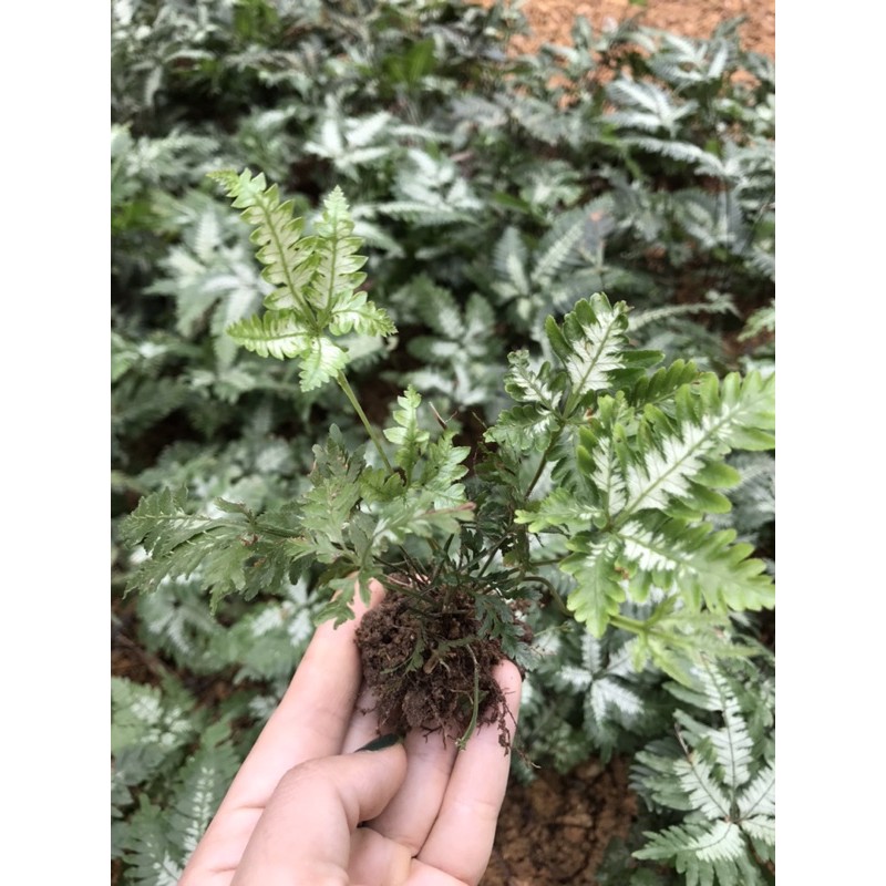 Dương xỉ bạch dươn setup bể bán cạn, terrarium