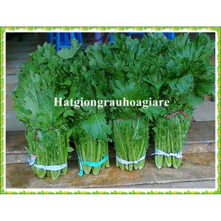 Hạt giống Cải mèo cao sản tặng kích mầm