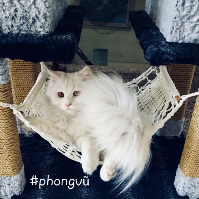 Võng đan dây cho Mèo