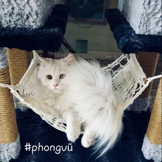 Võng đan dây cho Mèo