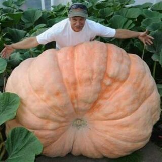Hạt giống bí đỏ 100kg Mỹ