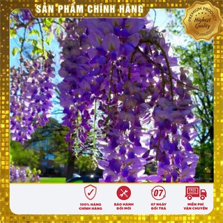 Hạt Giống Hoa Tử Đằng( 3 hạt)