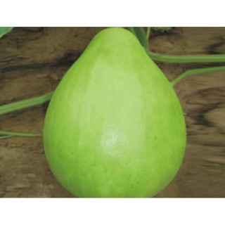 Hạt giống bầu gáo yuqi đài loan - 10 hạt