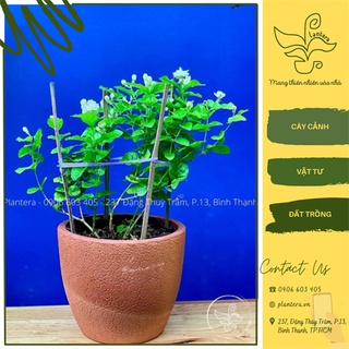 Cây hoa lài trà - cây cảnh - cây ưa nắng - cây nhỏ