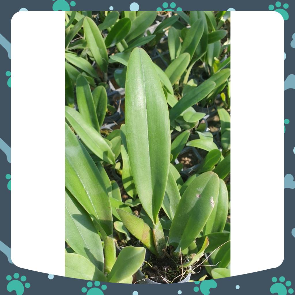 [Có bảo hành] combo 6 cây cattaleya giống màu mới rất đẹp bông to