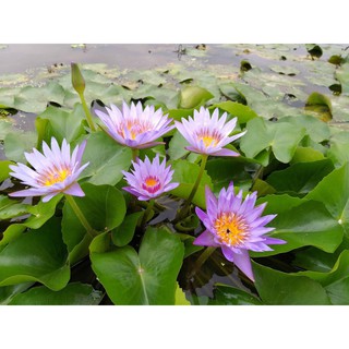 ( RẺ VÔ ĐỊCH)- Cây hoa súng thái lan màu tím huế