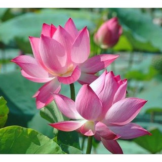 Hạt Giống Hoa Sen Ta (Sen Hồng Việt Nam) {gói 15 hạt }