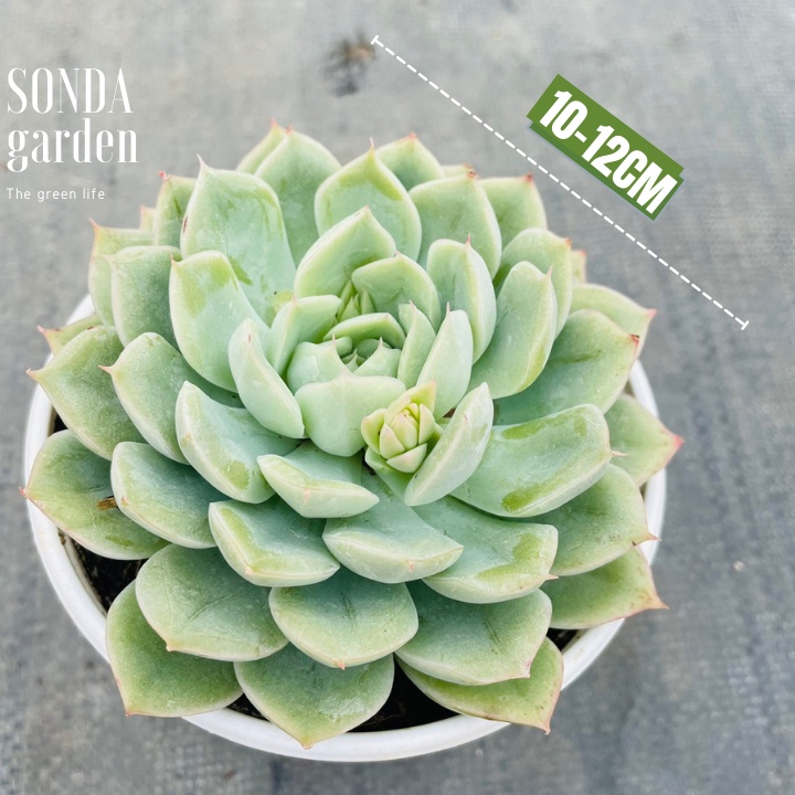 Sen đá liên đài trắng SONDA GARDEN size trung bình 10-12cm, xuất xứ Đà Lạt, khoẻ đẹp, lỗi 1 đổi 1