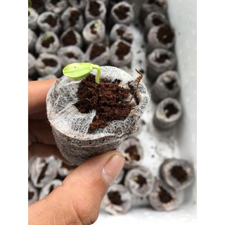 com bo 205 viên nén xơ dừa ươm hạt