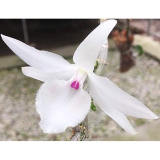 Lan phi điệp 5CT 1 KIE 16-20CM