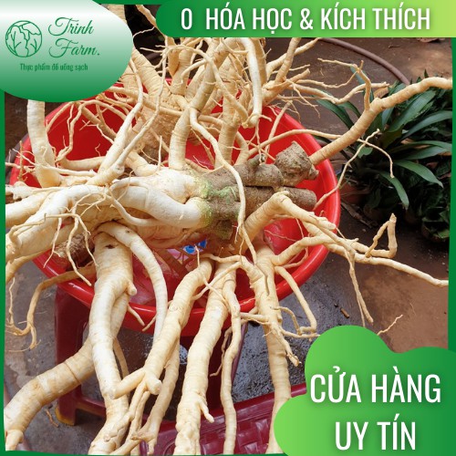 Đinh Lăng Củ Không chất Kích thích và Phân hóa học