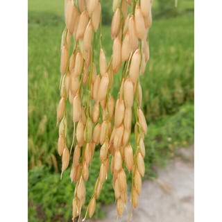 [XẢ HÀNG] ♥️ Gạo lứt séng cù 2kg [CAM KẾT CHUẨN HÀNG CÔNG TY]