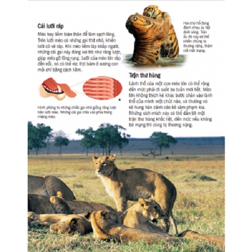 Sách - Bách Khoa Tri Thức Về Khám Phá Thế Giới Cho Trẻ Em - Các Loài Mèo Lớn (Bìa Cứng)