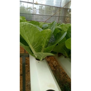 Rau củ ĐÀ LẠT - Xà lách Romaine