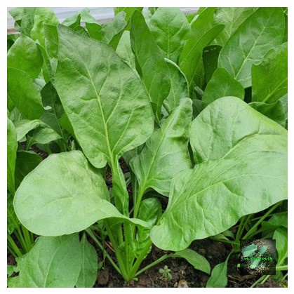 [Seeds] Hạt giống Cải bó xôi, đóng gói 5gr, giàu dinh dưỡng, dễ trồng, ít sâu bệnh