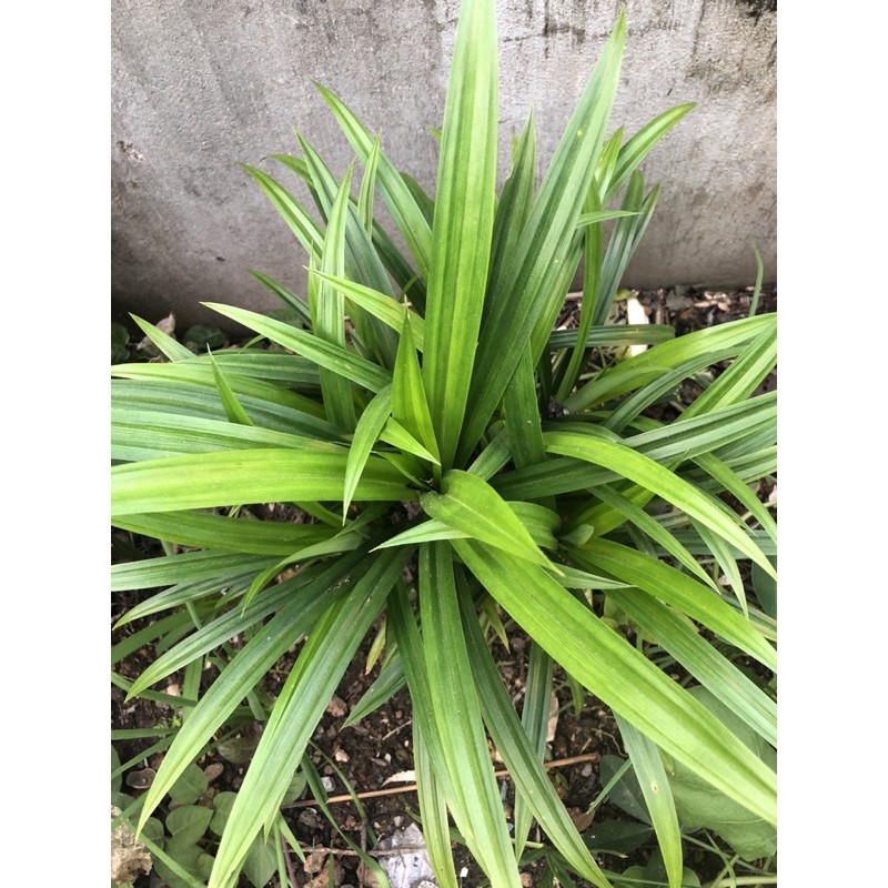 Cây lá  nếp( Lá thơm, lá dứa)