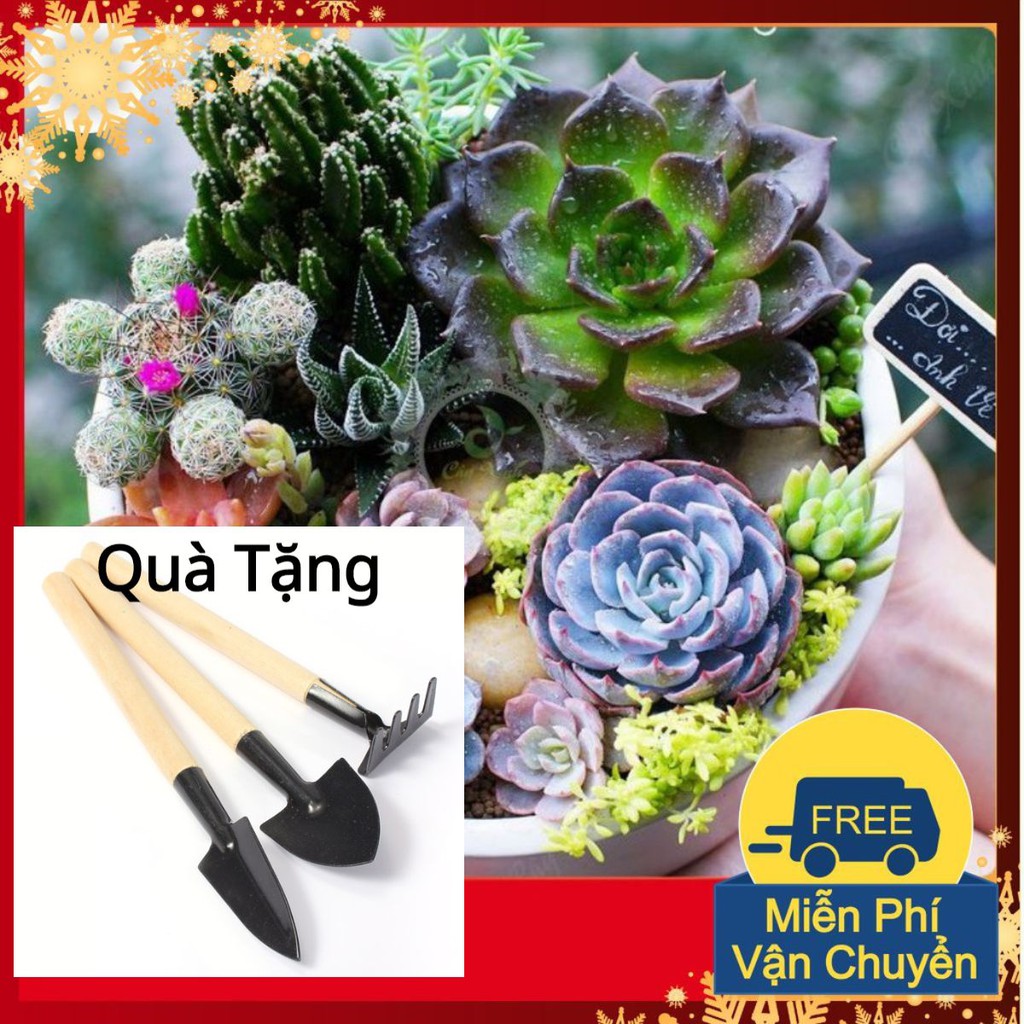 Hạt giống Hoa Sen đá mix Tặng Bộ Dụng Cụ Mini Trồng Cây Tặng Bộ Dụng Cụ Mini Trồng Cây
