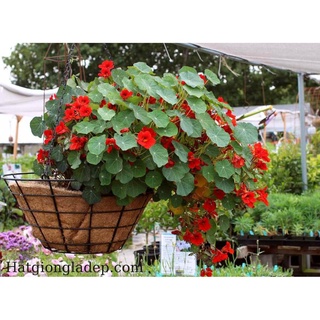 Hạt Giống Hoa Sen Cạn - 5 Hạt