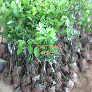 Cây táo đỏ ghép