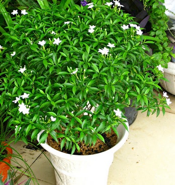 CHẬU CÂY MAI VẠN PHÚC - CÂY LỚN, GỬI ĐI NGUYÊN CHẬU + Tặng 02 cây nhót ngọt