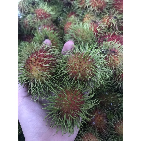 Chôm Chôm Thái Siêu Tươi Ngon Giao Tận Nơi