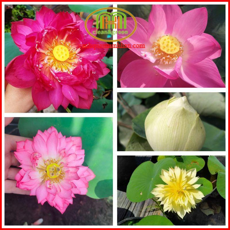 Bùn sông trồng sen, súng Nhật, cây thủy sinh 5kgMinh Hân Garden
