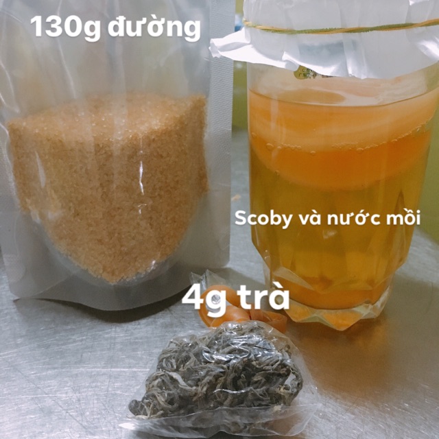 Set scoby trà đường làm kombucha+ quà tặng | BigBuy360 - bigbuy360.vn