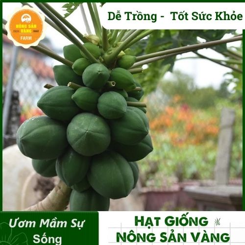 Hạt Giống Đu Đủ Siêu Lùn Thái Lan 60-80cm Tỷ Lệ Nảy Mầm, Sinh Trưởng Khỏe, Năng Suất Cao (Gói 10 Hạt) - Nông Sản Vàng